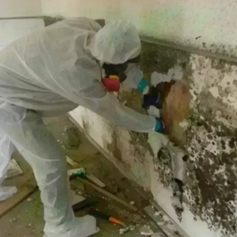 Mold Remediation and Removal in London, AR